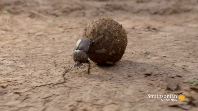 Is This African Insect the Strongest in the World?