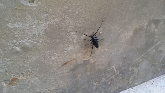 Cerambyx cerdo, cerambice della quercia - 2