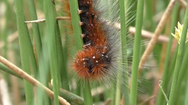Eine Brauner Bär Raupe hängt an einem Grashalm. Ramschied