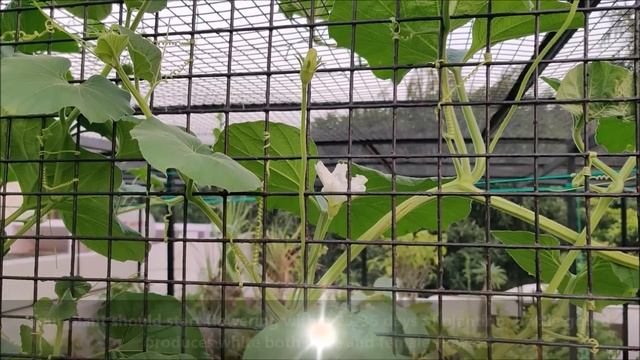 How to Grow Gourds at Home | FULL INFORMATION