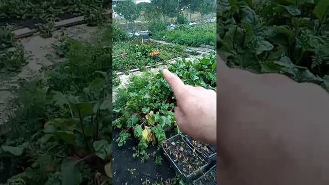 #Помидоры #томаты Разница рассада или пасынки? Что лучше? Эксперименты дяди Вити.
