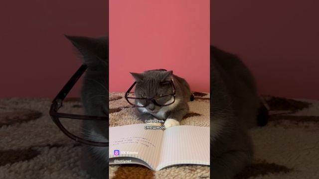 ЕСЛИ БЫ КОТИКИ ХОДИЛИ В ШКОЛУ - ЛЮБИМЫЕ ЖИВОТНЫЕ УЧЕНИКОВ