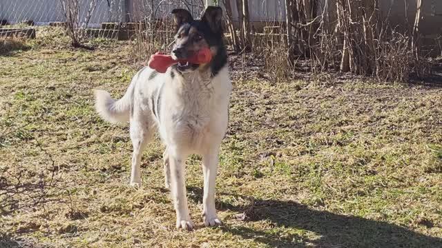 Охранница. Monica is engaged in border protection