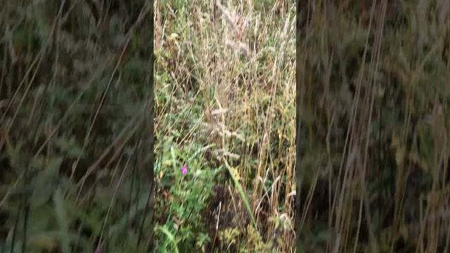 Дорога в деревню болото 2