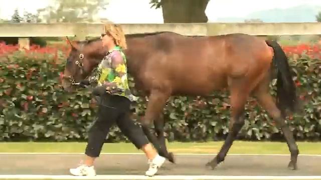 Duke of Marmalade x Opal filly