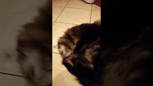Мышь с мятой