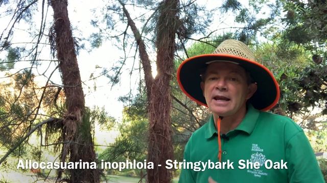 Allocasuarina inophloia - Stringbark She Oak  | Must-See May
