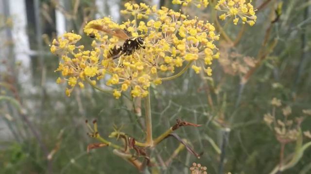 Feldswespe Abwehrverhalten Polistes Dominula