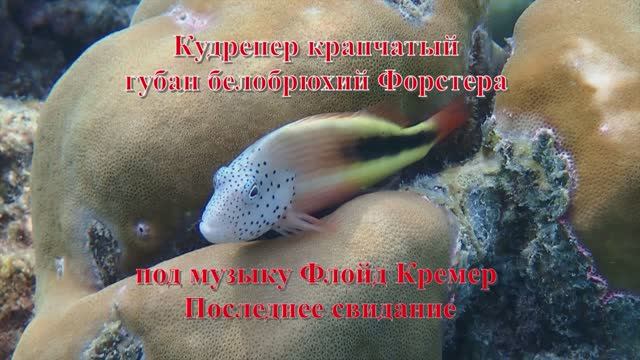 28. Кудрепер крапчатый губан белобрюхий Форстера под музыку Флойд Кремер Последнее свидание HD