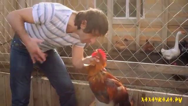 Горцы от ума