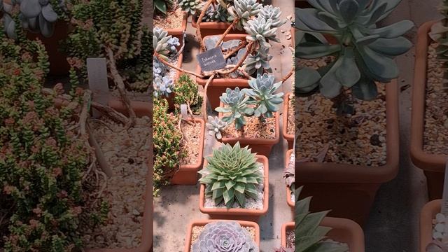 Цветы ТОЛСТЯНКОВЫЕ😁🥰