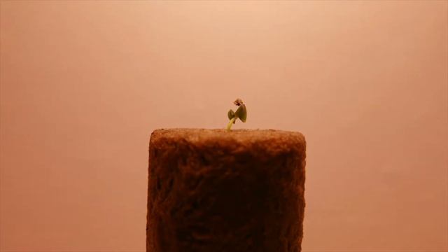 Start Growing Basil in a tent with LED