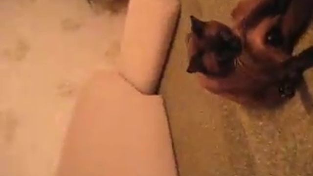 Кошак сидит
