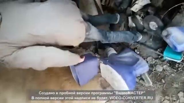 Два долбоёба бросили парашу в погреб