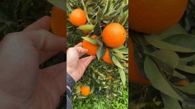 Az. Agricola AranceBioSicilia.com Arance Washington Navel 2021 #arance #washingtonnavel #bio #riber