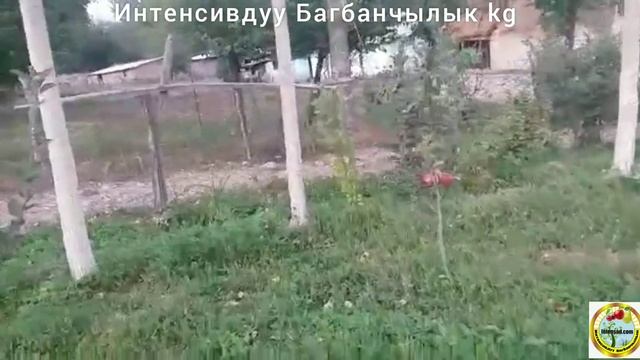 Алма Полукарлик тез тушумго кирди 0773456707