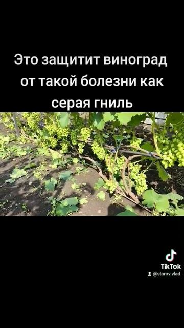 Сделай это при смыкании ягоды в грозди.