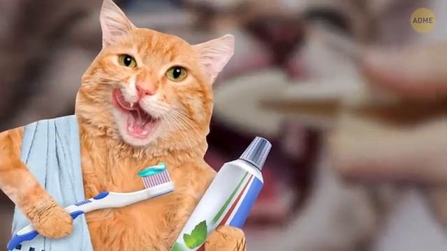 26 опасных ошибок, которые продолжают совершать владельцы кошек