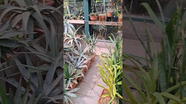 Цветы СПАРЖЕВЫЕ😁❤️🔥