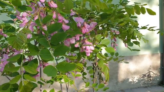 Robinia hispida 'Rosea' trnovník huňatý 'Rosea'