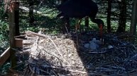 Makov: EGGS-plosion in Black Stork nest! - Výbuch v hnízdě čápa černého!