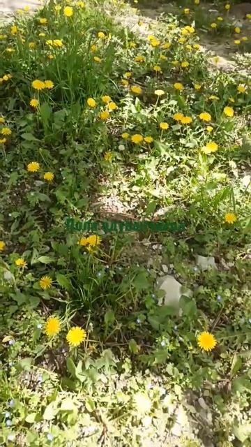 Поле одуванчиков