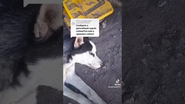 ЛЮДИ БУДЬТЕ ДОБРЕЕ #собаки #помощьбездомным