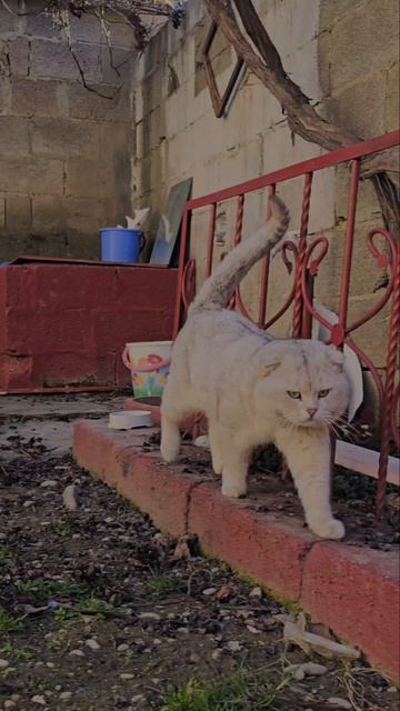 кошка