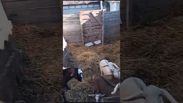 8 Марта Козы повзрослели и весной вышли в летний сарай