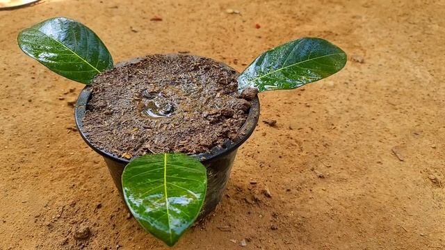How to grow jackfruit from jackfruit leaves, red onion