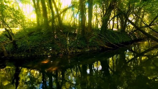 Сказочное место в лесу. Пение птиц под сводом деревьев. Видео для умиротворения.