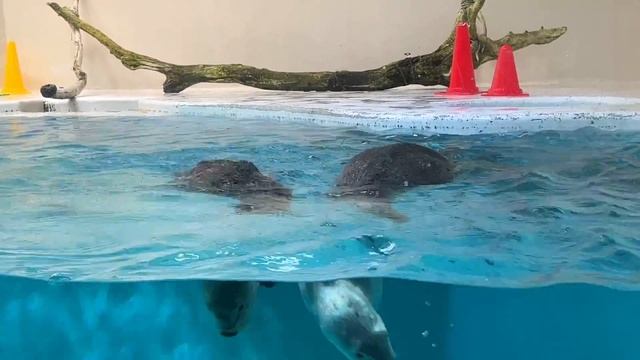 Meet the Sea Favorites at Toba Aquarium in Mie Prefecture