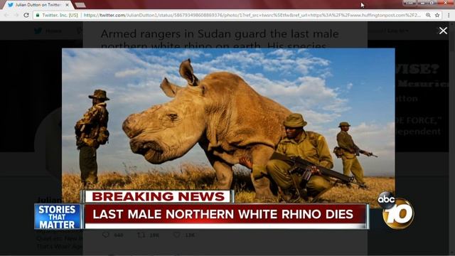 Last male northern white rhino dies