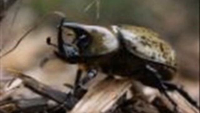 Animals and insects I wanted