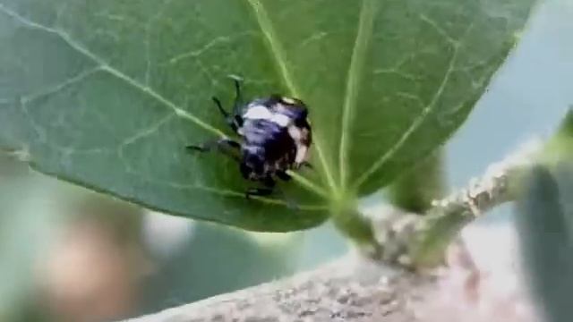Nezara viridula nymph 3rd instar