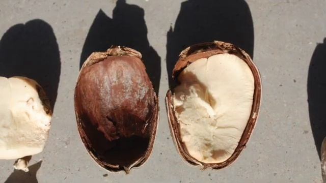 La Bellota - Emory Oak and its Uniquely Edible Acorns