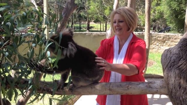 Meet & Greet a Koala at Urimbirra Wildlife Park