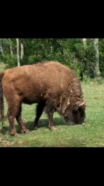 bison wild animal video #shorts #bison