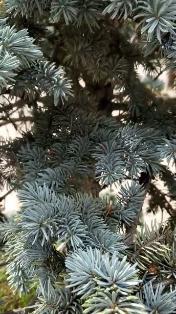 Растёт Голубая Елочка,  Сосна | Пение Птиц в Саду   Релакс #shorts #birds #relax #forest #flower #m