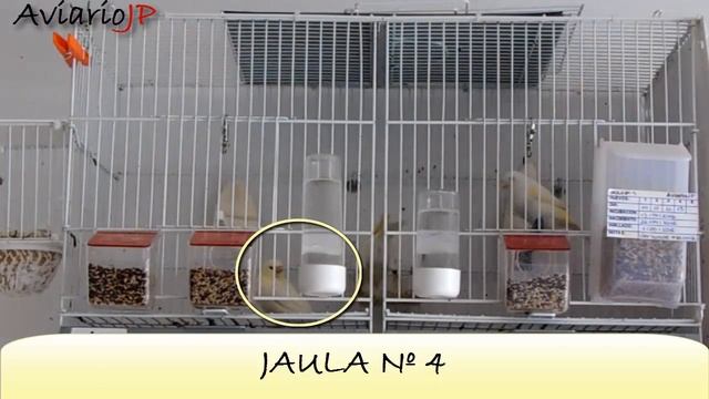 AVIARIO DE CANARIOS en la CRIA DE CANARIOS 🐣 CRIA DE CANARIOS en el AVIARIO 2016 CANARICULTURA