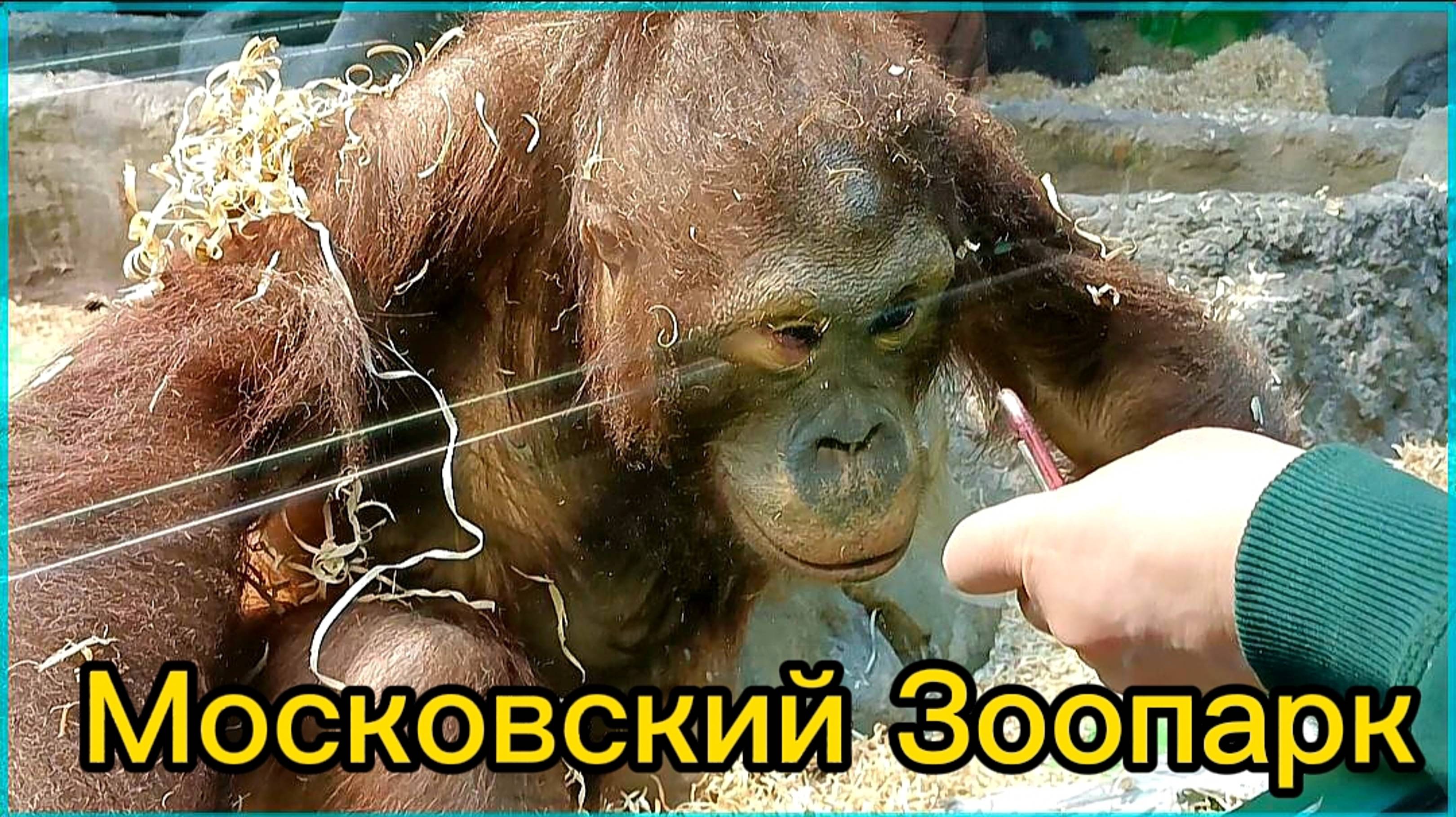 Московский зоопарк. Приматы
 Часть 2