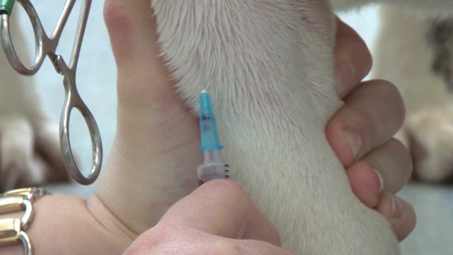 Dierenkliniek Sleeuwijk Fertiliteit voorplanting hond drachtbegeleiding dekking inseminatie