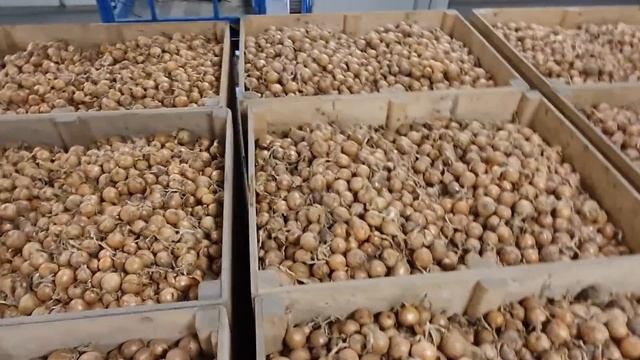 FARMVLOG #77 gewasverzorging, afleveren uien en pootaardappelen