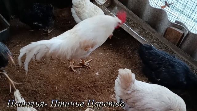 Продолжаю лечение кур