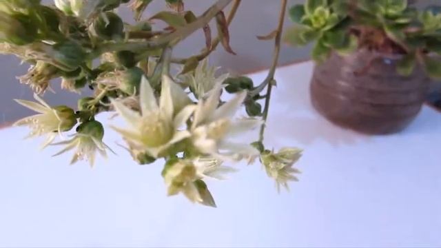AEONIUM KIWI TRICOLOR ***FLOR***