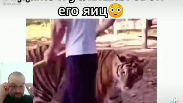 Ударил Тигра