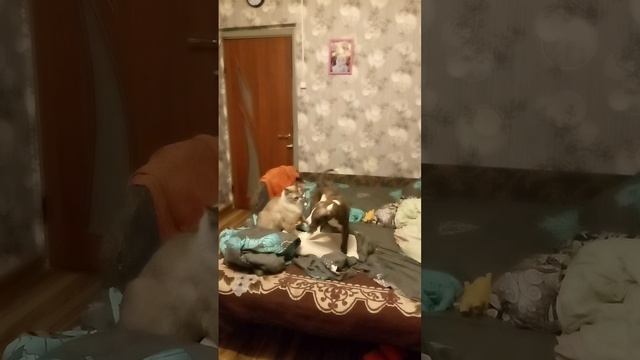 амстафф 2,5 месяца купировали ушки20241223