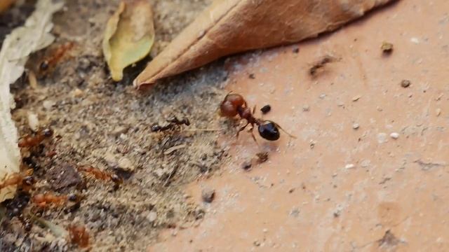 Pheidole species ant major (soldier) on the rampage, smashing Tetramorium bicarinatum ants