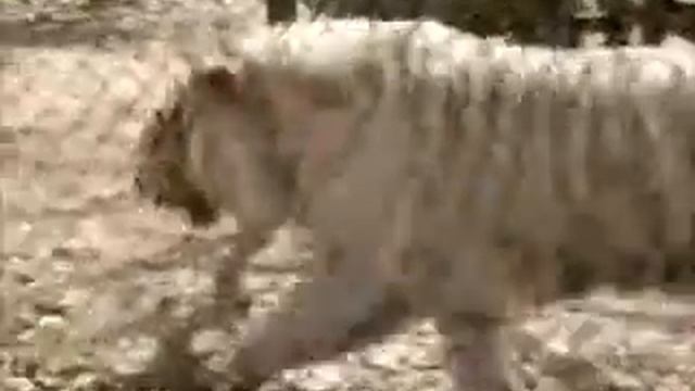 tigers