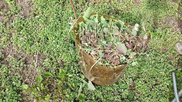 Зелёное 💚 удобрение